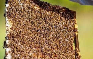 miel célula con abejas de cerca en un soleado día. apicultura. colmenar foto