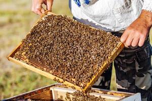 A farmer on a bee apiary holds frames with wax honeycombs. Planned preparation for the collection of honey. photo