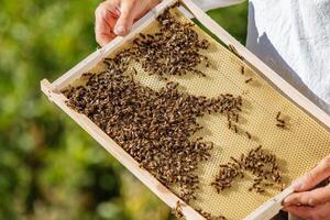 The beekeeper holds a honey cell with bees in his hands. Apiculture. Apiary. photo