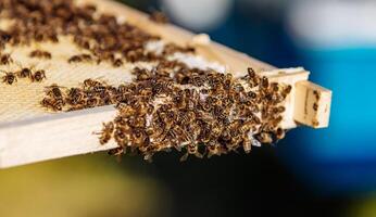 Working bees on honeycells. Frame covered with bees. Closeup view. photo