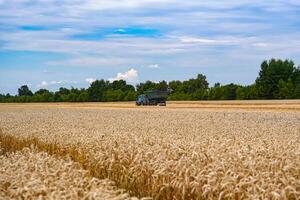 Farming landscapes of golden wheat harvesting. Outdoor countryside wheat field. photo