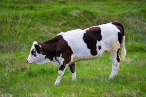 Funny small cow walking on the grass. Summer baby cow grazing landscapes. photo