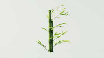 ciclo animação do verde natural bambu plantar fundo, 3d Renderização. video