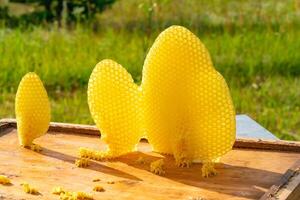 Apiculture. Bee honey collected in the yellow beautiful honeycomb. Bees in the hive convert nectar to honey. photo