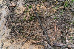 Dark brown sticks and leaves. Sanitary deforestation. Heap of dry brushwood and deadwood photo