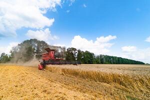 Grain harvesting combine in a sunny day. Yellow field with grain. Agricultural technic works in field. photo