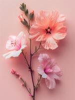 AI generated Pink hibiscus flowers on pink background. Flat lay, top view photo