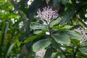 de cerca de un verde planta con delicado blanco flores en contra un borroso natural antecedentes a kew jardines, Londres. foto