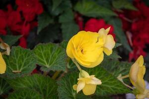 Vibrant yellow begonia flower with lush green leaves against a backdrop of red flowers at Kew Gardens, London. photo