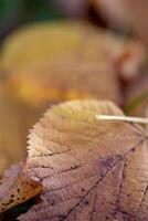 Close-up of autumn leaves with intricate vein patterns, soft-focus background, warm tones. photo