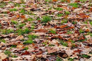 Autumn leaves scattered on grass, seasonal background. photo