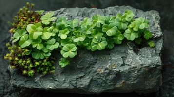 AI generated Green moss growing on black stone background. Natural green moss background. photo