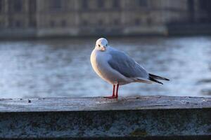 Seagull standing on a ledge with a blurred water background during golden hour. photo