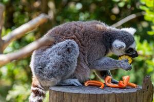 de cola anillada lémur lémur catta comiendo Fruta en un de madera plataforma, con lozano verde follaje en el antecedentes a Londres zoo. foto