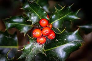 Close-up of vibrant red holly berries and glossy green leaves with selective focus, suitable for festive holiday themes. photo