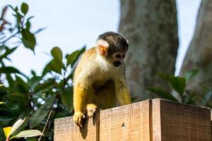 Squirrel monkey sitting on a wooden ledge amidst green foliage at London Zoo. photo