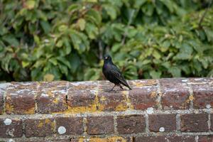Single blackbird perched on a mossy brick wall with green foliage in the background. photo