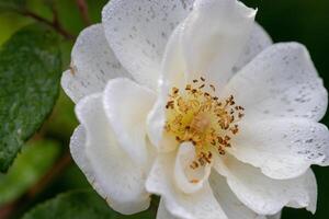 Close-up of a delicate white rose with dewdrops on petals against a soft green background. photo