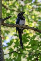 Magpie perched on a tree branch with lush green foliage in the background. photo