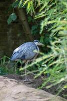 Grey heron standing by water amidst green foliage at London Zoo. photo