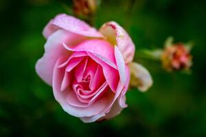 Close-up of a dew-kissed pink rose against a blurred green background. photo