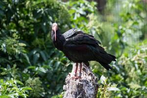 Black vulture perched on a stump with lush green foliage in the background at London Zoo. photo