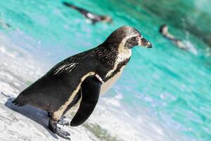 A Humboldt penguin on a rocky shore with blurred swimming penguins in the background at London Zoo. photo