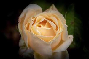 Close-up of a delicate peach rose against a dark background, highlighting its intricate petals and soft texture. photo