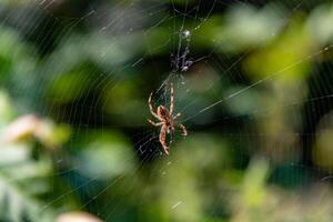 Spider on web with natural green background. photo