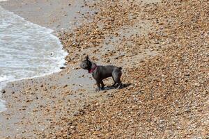 Small dog with a collar standing on a pebble beach with waves in the background. photo