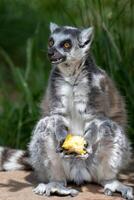 Ring-tailed lemur sitting and eating fruit outdoors at London Zoo. photo