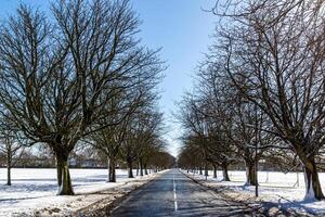 Winter scene with a snow-covered path lined by bare trees under a clear blue sky in Harrogate photo