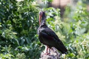 Northern bald ibis perched on a tree stump with lush green foliage in the background at London Zoo. photo