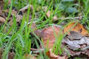 Close-up of dew-covered leaves among green grass. photo