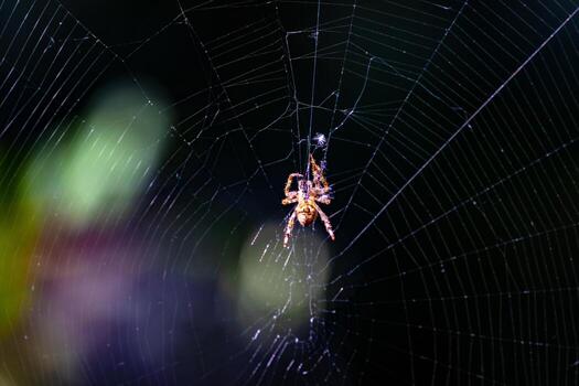 Spider on web with natural bokeh background photo