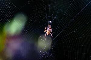Spider on web with natural bokeh background photo