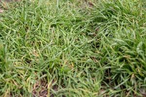 Close-up of fresh green grass texture for natural background. photo