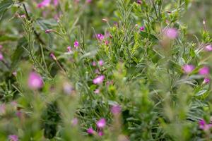 Lush greenery with delicate pink wildflowers, ideal for nature backgrounds or botanical themes. photo
