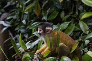 Squirrel monkey perched on a branch amidst lush green foliage at London Zoo. photo