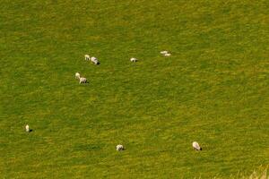 Aerial view of sheep grazing on a lush green pasture at Seven Sisters, England. photo