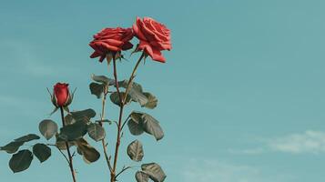 AI generated red roses against a blue wall photo