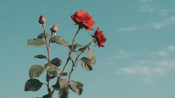 ai generado rojo rosas en contra un azul pared foto