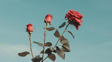 ai generado rojo rosas en contra un azul pared foto