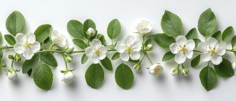 AI generated Delicate White Jasmine Flowers, A Symbol of Purity and Beauty. photo