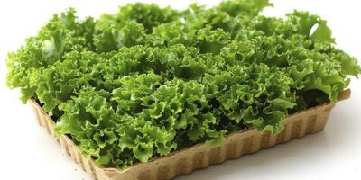 AI generated Fresh Crisp Lettuce Verdant Vegetable Delight photo