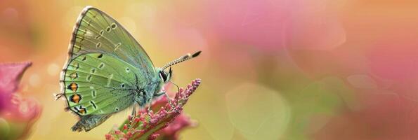 ai generado de cerca maravilla, macro fotografía revelador el Exquisito detalles de un verde racha de cabello mariposa en contra un natural bosque fondo foto