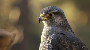 AI generated Graceful Predator, A Portrait of the Chinese Sparrowhawk in Its Natural Majesty photo