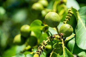 Walnut fruits on a branch of tree. Yellow warm rays of the summer sun on green leaves. photo