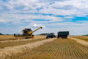Big combine harvesting a gold wheat. Agricultural harvest farming. photo