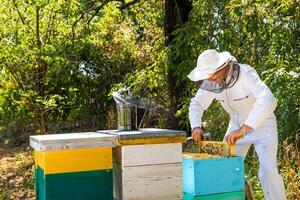 Worker at apiary. Beekeeper pulls off honey cell from hive. Three hives of different color at garden background. Apiculture concept. photo